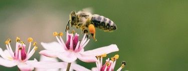Menos contaminación, más flores, más miel: cómo el confinamiento ha frenado el declive de las abejas 