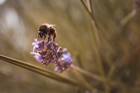 Abejas