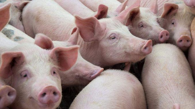 Detectan listeria y graves fallos higiénicos en la carne española