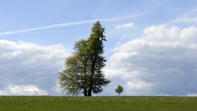 La herencia de los árboles