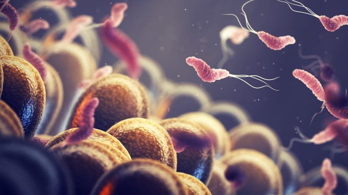 La doble cara de las bacterias: promotoras del cáncer y nuestras aliadas para combatirlo