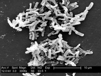 Nace una nueva terapia: así son los primeros biofármacos elaborados a partir de heces sanas