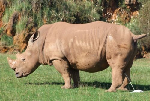 El Parque de la Naturaleza de Cabárceno participa en el  Congreso Anual de AIZA