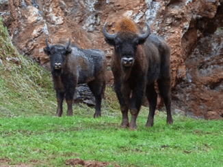 El Parque de Cabárceno acerca la naturaleza a los pacientes pediátricos