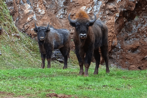 El Parque de Cabárceno acerca la naturaleza a los pacientes pediátricos