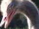 Cabárceno cambia por un día las cámaras por los pinceles y convierte el parque en un gran estudio al aire libre