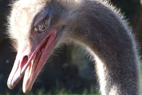 Cabárceno cambia por un día las cámaras por los pinceles y convierte el parque en un gran estudio al aire libre